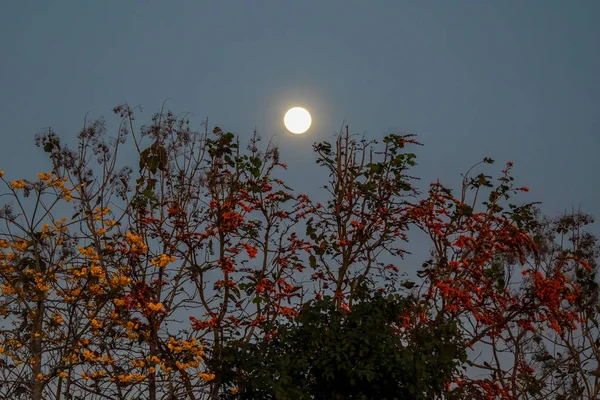 Pełnia Księżyca Nad Tropikalnymi Drzewami Kwiecie Nightscape — Zdjęcie stockowe