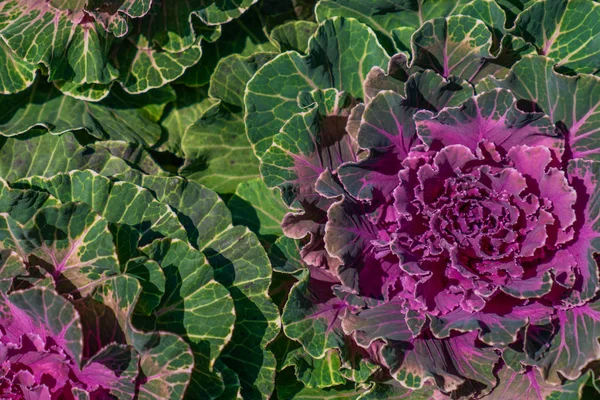 Blooming Green Purple Flowers Cabbage Background — Stock Photo, Image