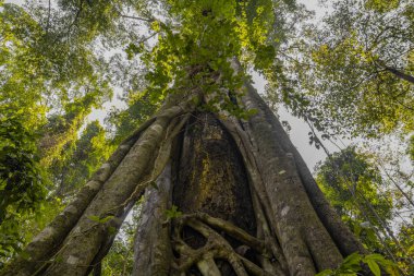 Düzlem ağaç veya boğazlayan incir alt yukarı görünüm