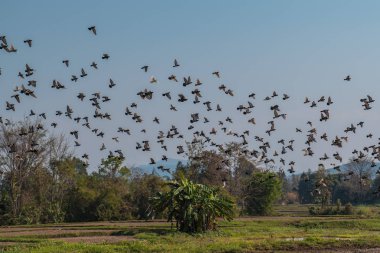 Mavi gökyüzü panoramik atış karşı güvercin uçan büyük sürüsü 