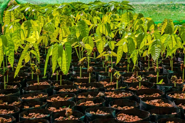 Rader Unga Kaffe Plantor Plast Plantor Påsar Ett Växthus — Stockfoto