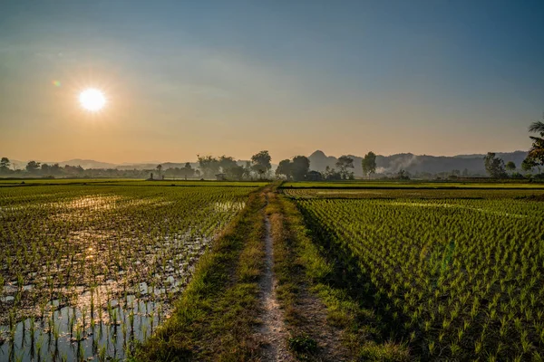 Симметричная Грунтовая Дорога Через Рисовые Поля Чианграе Таиланд — стоковое фото
