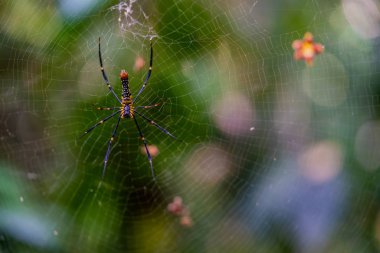 Huge banana spider on its web or the golden silk orb-weaver, the writing spider, the giant wood spider clipart