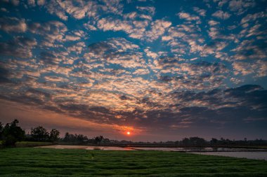 Chiang Rai, Tayland çiftlik pirinç tarlasında gün batımı. Pirinç yetiştiriciliği. Tarım tarım konsepti, yaz