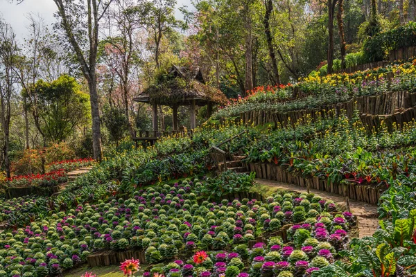 View Doi Tung Mountain Park Wheel Benches Cabbage Flower Beds — Stock Photo, Image