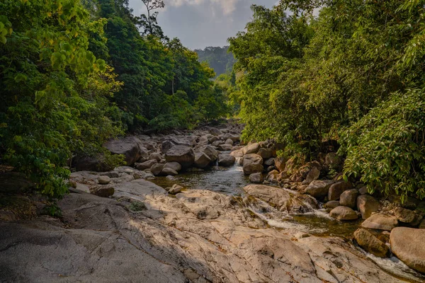 Aburul Tropical Pădurea Adâncă — Fotografie, imagine de stoc