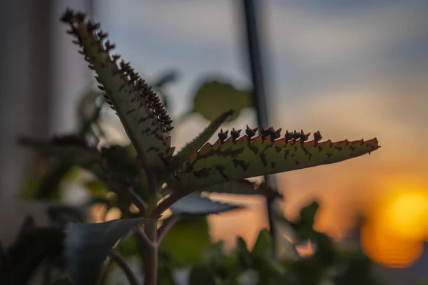 Groene Kalanchoe Plant Tegen Zonsondergang Hemel Stockfoto