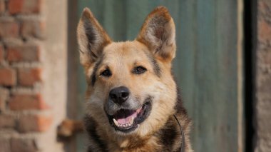 Eski mutlu bir köpek portresi.