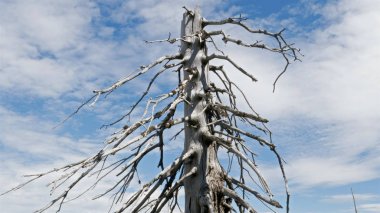 Bulutlu gökyüzünün arka planında ölü ağaç