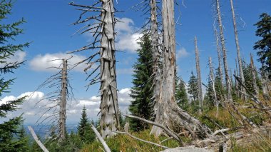 Hava kirliliği. Co2 ve So2 salınımı nedeniyle ölü ağaçlar. 