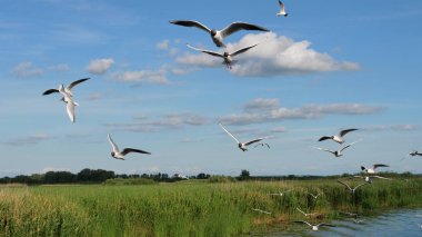 Siyah başlı martısürüsü. Chroicocephalus ridibundus