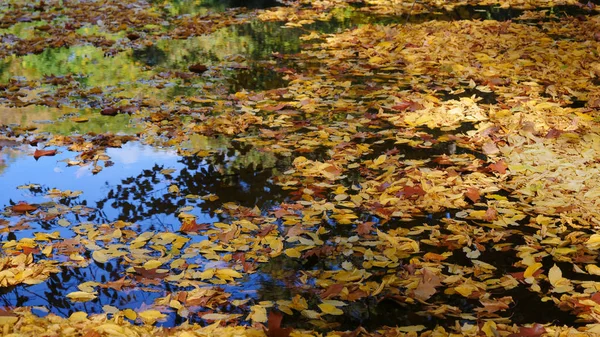 Осенние Листья Плавают Воде Фон — стоковое фото