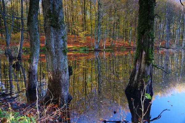 Forêt Automnale Marais Couleurs Automnales — Photo