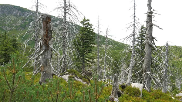 Arbres Morts Dus Aux Émissions Co2 So2 Pollution Atmosphérique — Photo