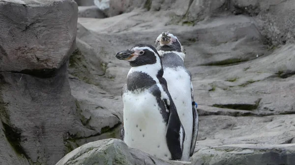 Humboldt-Pinguine. Pheniscus humboldti. — Stockfoto