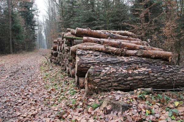 Felling of trees in the autumn forest. Wood logs on a pile.