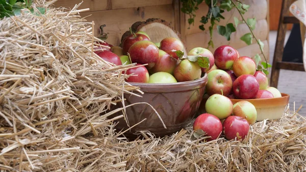 庭の新鮮な有機リンゴ — ストック写真