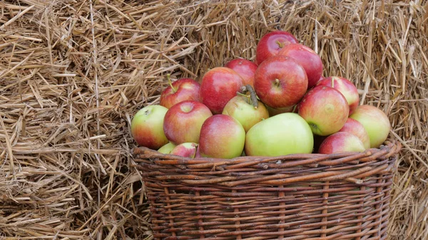 Manzanas Frescas Una Canasta Cosecha Frutas Otoño — Foto de Stock