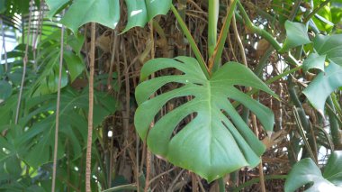 Philodendron pertusum bitkisi. Monstera deliciosa.