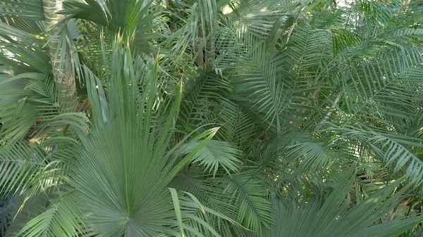 Sabal blackburniana palma . — Fotografia de Stock