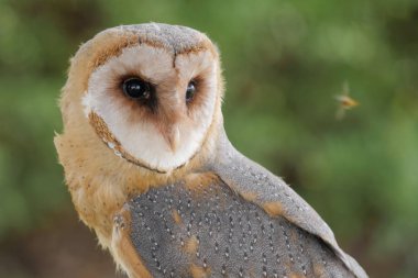 Ahır baykuşu bal arıya bakıyor. Tyto alba. Yırtıcı kuş
