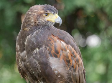 Harris'in hawk. Parabuteo unicinctus. Yırtıcı Kuş