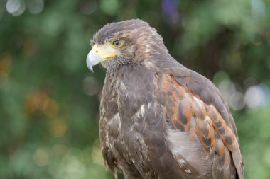 Harris'in hawk. Parabuteo unicinctus. Yırtıcı Kuş
