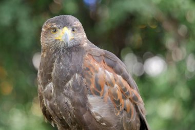 Harris'in hawk. Parabuteo unicinctus. Yırtıcı Kuş