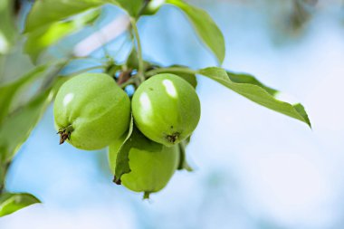 Üç elma çiçek dalı, arka plan bulanık