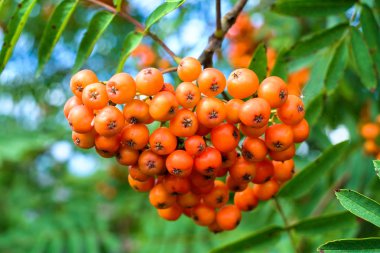 rowanberry ağaç demet