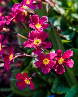 pembe çuha çiçeği çiçek, primula Tarõmõn