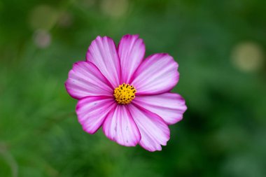 çim pembe Cosmos çiçek