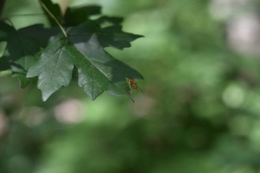 Yaprak, seçici odak tepe üzerinde küçük arı
