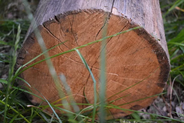 logs lying in the grass as a background. logs in the grass. Sawed tree trunk. Closeup of cut logs.