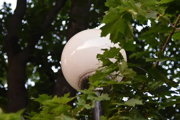 Round street lamp on tree nature background