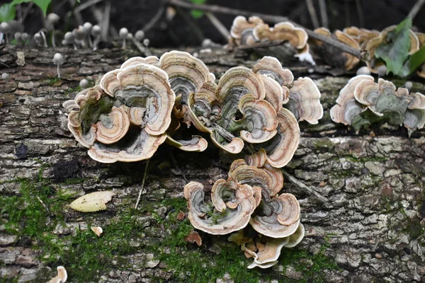 Seta verde y marrón en el viejo tronco de madera. Grupo de setas que crecen en el bosque de otoño cerca del tronco viejo. Seta foto, foto del bosque . — Foto de Stock