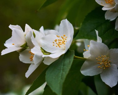 Philadelphus They are named mock-orange in reference to their flowers, which in wild species look somewhat similar to those of oranges and lemons Citrus at first glance, flowers and jasmine Jasminum clipart