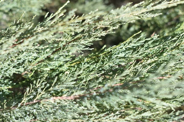 Thuja makro zbliżenie. Thuja zdrowych gałęzi i gałązki zielone tło z selektywnej ostrości. — Zdjęcie stockowe