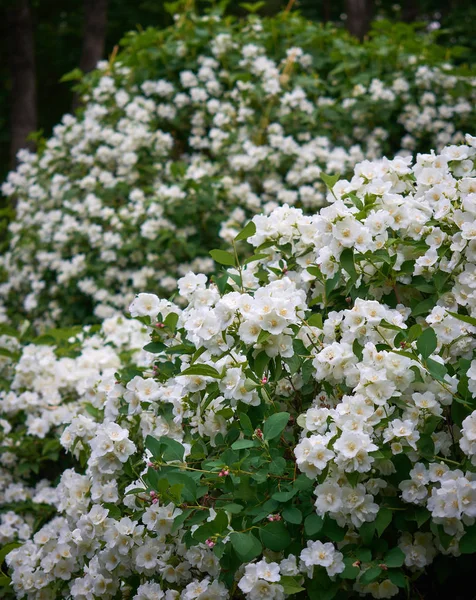 Jasmin ou jasminum officinale vigne et fleurs blanches au printemps — Photo