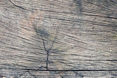 Ağaç gövdesi bir kesit closeup