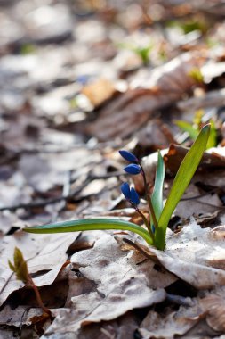 kardelen bahar ahşap eski yaprakları karşı