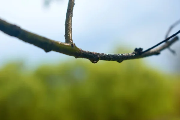 Gota de água pendurada em um galho . — Fotografia de Stock