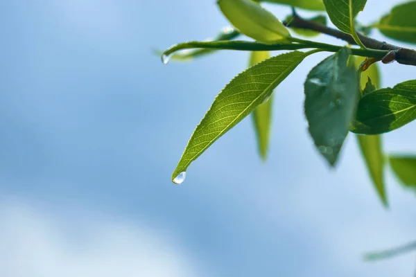 Gotas de agua sobre una hoja de un árbol contra el cielo. Fondo Bokeh. Concepto natural exterior . — Foto de Stock