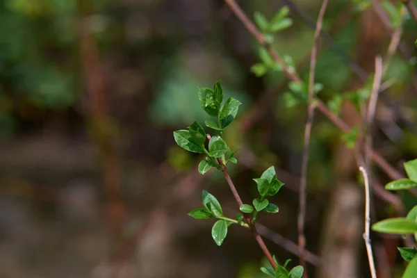 Los primeros brotes de primavera y brotes de flores en los árboles en el bosque. El comienzo de la primavera. Profundidad de campo poco profunda, fondo natural borroso — Foto de Stock