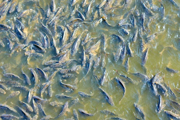 Top view of natural fishes swimming in clear shallow river. fish swimming in the sun In the natural stream
