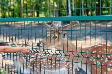 esaret bir vahşi otobur cervus dama, bir kuş, insanların gözetiminde bir hayvanat bahçesi kafesi, beslenen, yaz aylarında bir mera üzerinde yalnız, sakince duruyor