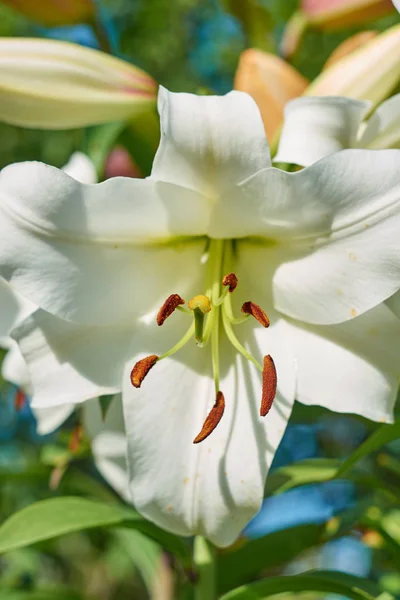 A white lily flower blossomed out of a bulb. — Stock Photo, Image