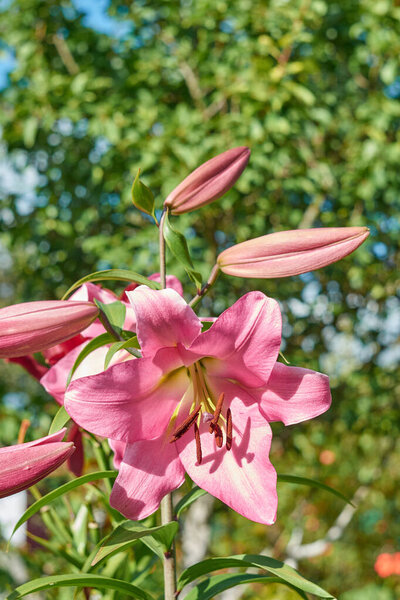 A pink lily flower blossomed out of a bulb.
