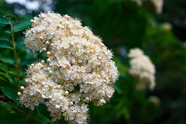 Sorbus aucuparia - Flowers rowan. lowering rowan in spring time. White flowers of the rowan tree