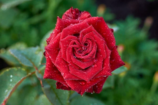 Red rose wet extreme close up background. rose water and perfume natural cosmetics. Ornamental plants roses garden, beautiful fresh rose close-up with morning dew ad.